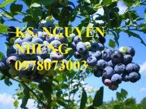 Mua, Bán Giống Cây Việt Quất, Cam Kết Chuẩn Giống, Hướng Dẫn Kỹ Thuật Trồng, Giao Cây Toàn Quốc
