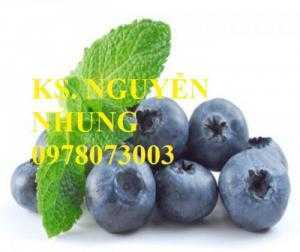 Mua, Bán Giống Cây Việt Quất, Cam Kết Chuẩn Giống, Hướng Dẫn Kỹ Thuật Trồng, Giao Cây Toàn Quốc