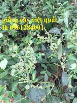 giống cây việt quất