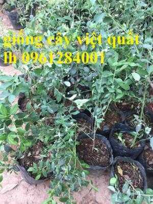 cây giống việt quất