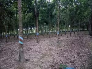 Nợ Tiền Ngân Hàng Cần Bán Nhanh 1 Mẫu Cao Su Đang Thu Hoạch Tại Ấp Cầu Rạt Tân Phước Đồng Phú