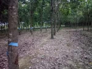 Nợ Tiền Ngân Hàng Cần Bán Nhanh 1 Mẫu Cao Su Đang Thu Hoạch Tại Ấp Cầu Rạt Tân Phước Đồng Phú