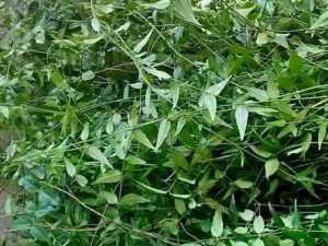 CHÈ VẰNG SẺ chuẩn loại 1