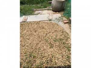 Dầu nguyên chất 100% từ đậu phộng(lạc) giá 105-110