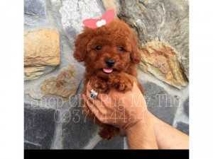 Chó Poodle