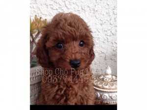 Chó Poodle