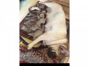 chó pug mặt xệ