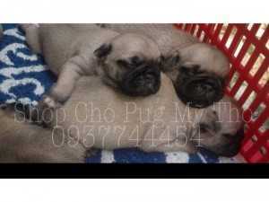 chó pug mặt xệ