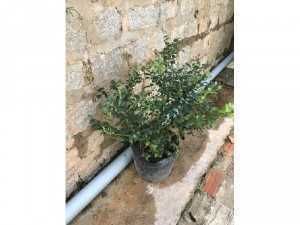 Cây việt quất xum xuê có trái