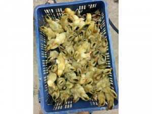 Chuyên cung cấp ngan gà vit ngỗng