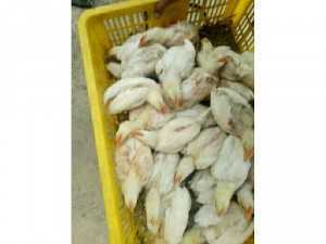 Chuyên cung cấp ngan gà vit ngỗng