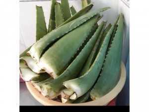 Nước uống nha đam đóng chai nhà nấu