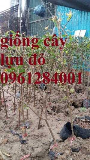 Cung cấp giống cây lựu lùn đỏ ấn độ, lựu lùn đỏ F1, lựu lùn đỏ cao sản, cây giống nhập khẩu uy tín, chất lượng