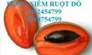 Bán cây giống hồng xiêm ruột đỏ, hồng xiêm khổng lồ, sapoche ruột đỏ, chuẩn giống nhập khẩu