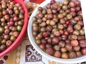 Mận tam hoa điện biên
