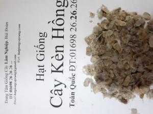 Giống.cây.kèn.hồng
