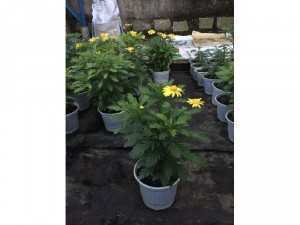 Chậu cúc thân gỗ nhỏ