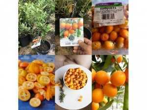 Cây Kim Quất Ngọt ( crispy kumquat )