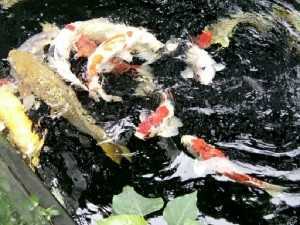 Thi công hồ lọc đs trang tri .hòn non bộ