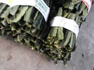 Thanh long tím hồng