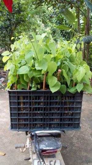 Giống rau Bò Khai