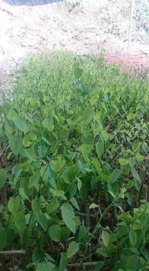 Giống rau Bò Khai