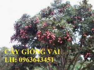 Cung cấp cây giống vải thiều, giống vải u trứng, vải u hồng, vải u6, vải thiều chín sớm, chuẩn giống, uy tín