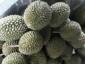 Sầu riêng ri6