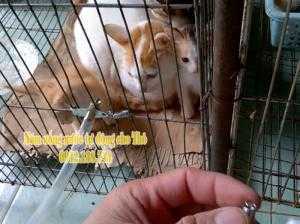 lắp hệ thống núm uống tự động cho mèo