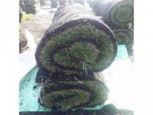 Chuyên cung cấp các loại cỏ
