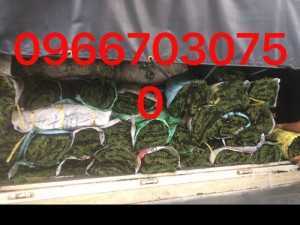 Cỏ nhung nhật cỏ trang trí sân vườn