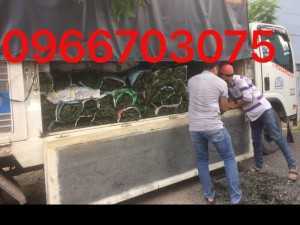 Cỏ nhung nhật cỏ trang trí sân vườn