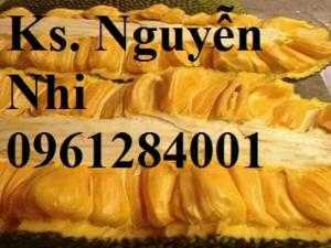 Cung cấp giống cây mít trái dài, mít malaysia, mít malai, mít đài loan, cây giống uy tín, chất lượng
