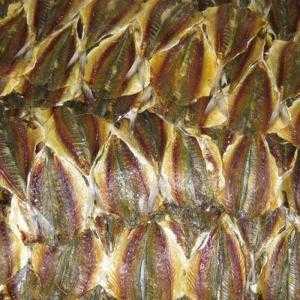 Cá chỉ vàng