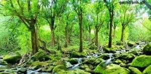 gạch tranh 3d- tranh rừng cây mùa thu