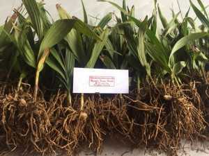 Cung cấp giống cây Lan Bạch Cập 3 chân số lượng lớn -