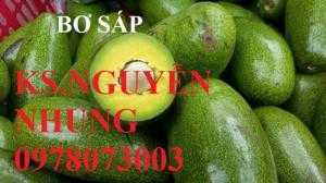 Chuyên cung cấp các giống bơ, giống bơ 034, bơ không hạt, cam kết chất lượng cây giống, hướng dẫ kỹ thuật trồng