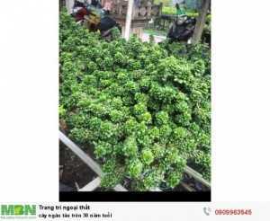 Cây ngâu tàu trên 30 năm tuổi