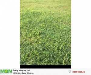Cỏ lá rừng đang thi công