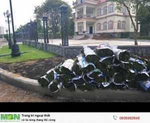 Cỏ lá rừng đang thi công