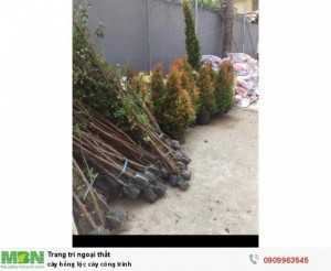 Cây hồng lộc cây công trình