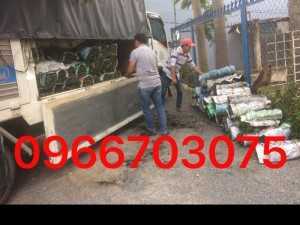 bán cỏ nhung nhật hcm