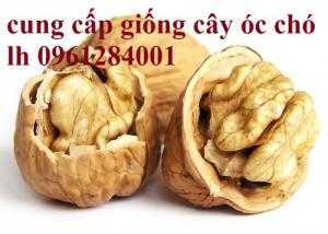 Bán giống cây óc chó nhập khẩu - viencaygiongtrunguong