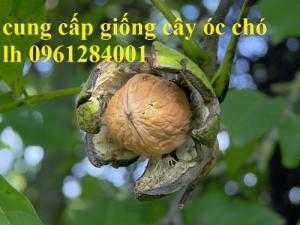 cây óc chó