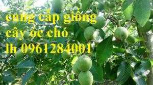 trồng cây óc chó
