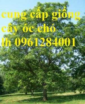 giống cây óc chó