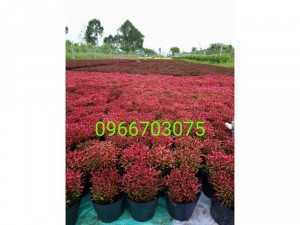 Cung cấp cây cảnh cây công trình