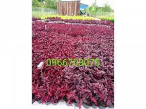 Cung cấp cây cảnh cây công trình