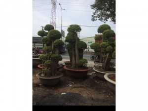 Cây lồng mức cho công trình
