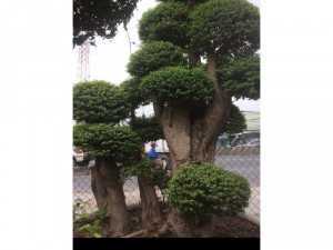 Cây lồng mức cho công trình